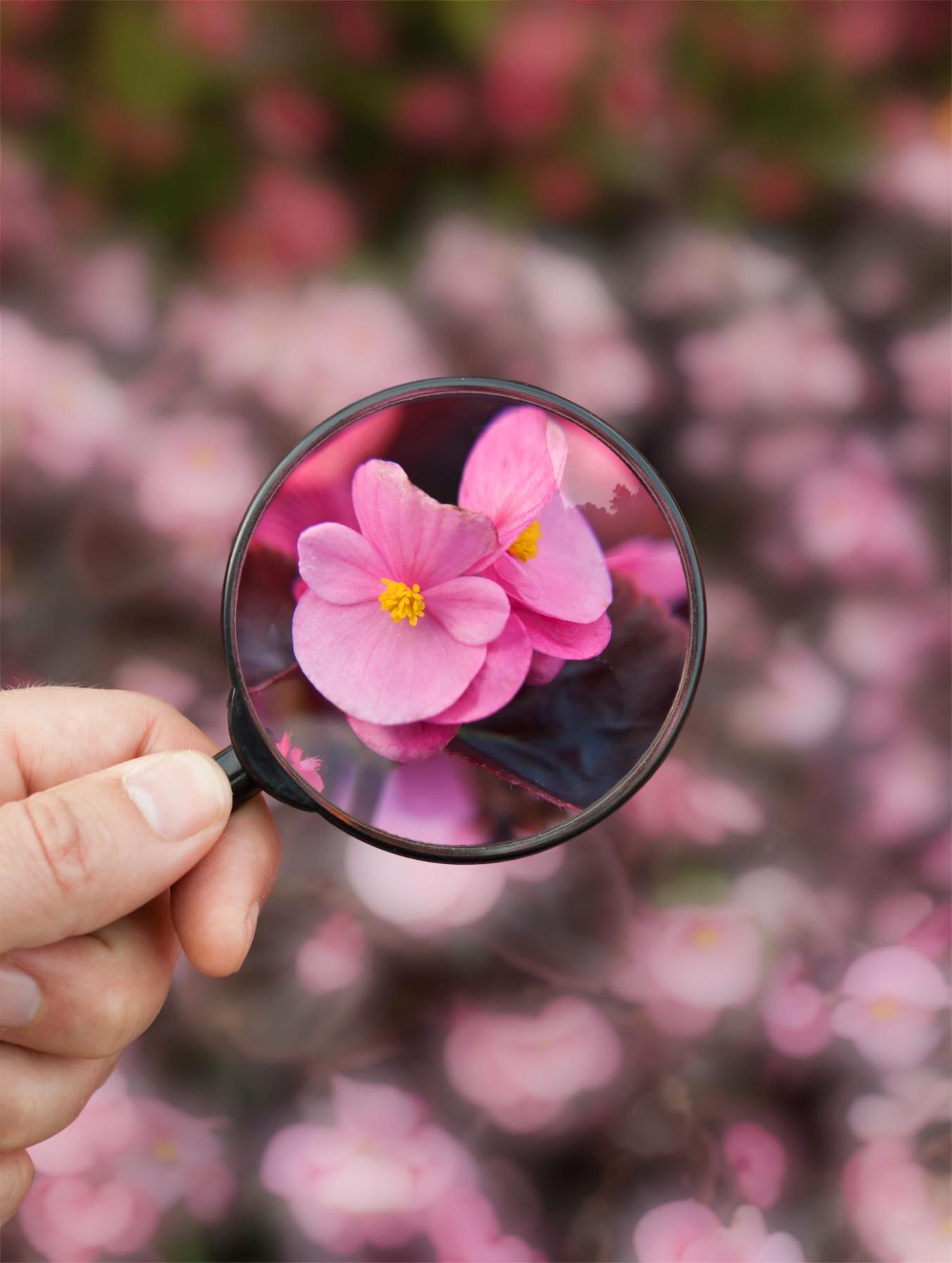 Annansilmäkukka suurennuslasin alla.